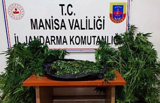 Uyuşturucu ve kenevir bitkisi ele geçirildi