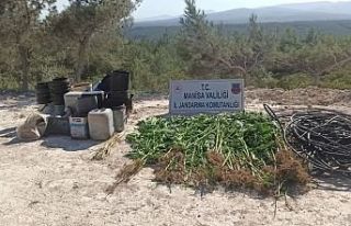 Kaçak ekilmiş 380 kök kenevir bitkisine el konuldu
