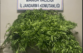 Evinin bahçesinde yetiştirdiği kenevirlerle yakalandı