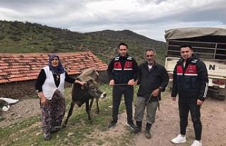 Hırsız hem de arsız! Köylünün kurbanlık danasını...