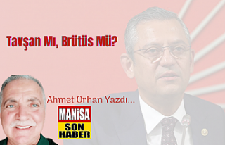 Tavşan Mı, Brütüs Mü? / Ahmet Orhan Yazdı...
