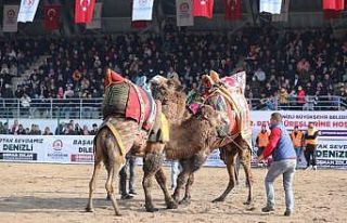 Deve güreşleri nefes kesecek
