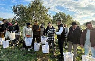 Manisa Akhisar'da zeytin üreticisine koruyucu...