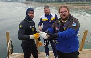 Dikkatli dalgıç martıyı kurtardı