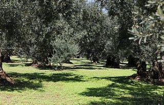 Tirilye Zeytini için coğrafi işaret başvurusu