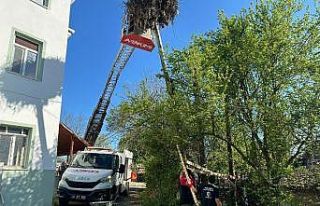 Leyleklerin yuvası yıkılmaktan kurtarıldı
