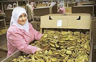 Tütün sektöründe hedef milyar dolar!