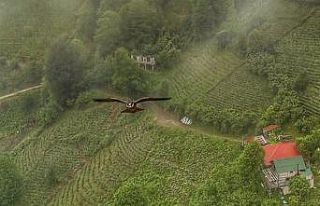 Artvin'de gökdoğan drone tarafından görüntülendi
