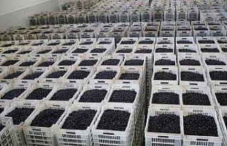 CHP'li vekil Bülbül, zeytin üreticilerinin...