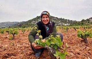 Çiftçinin yüzü organikle gülüyor
