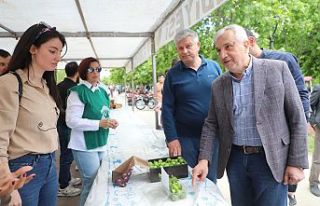 Turgutlu’da Dumanlı Papaz Erik Hasadı “En Güzel...