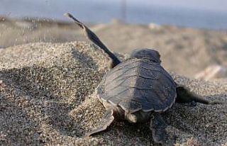 Caretta Caretta’lara hayat oluyorlar