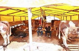 Gebze’de kurban pazarında satışlar başladı