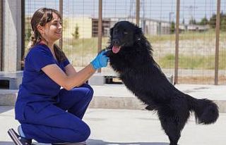 İzmir’deki barınaklardan 500 köpek sahiplendirildi