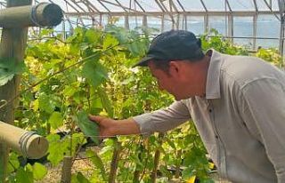 Tokat'ta dirençli üzüm çeşidi geliştirildi