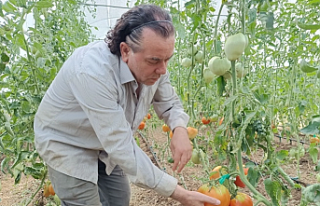 Hobi amaçlı kurduğu serada kavun boyunda domates...
