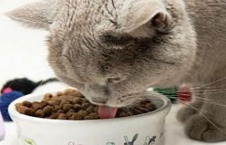 Kedi mamaları cep yakıyor, yaş mama hayal oldu