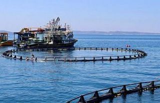 Orkinos çiftlikleri İzmir'den dünyaya açılıyor
