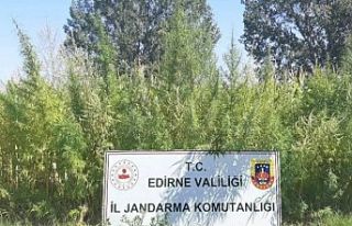 159 bin kök kenevir ele geçirildi