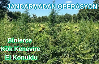 Binlerce Kök Kenevire El Konuldu!