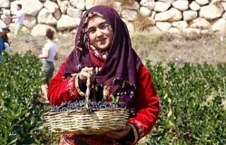 Kilosu 300 liraya satılıyor! Üreticinin yüzü...