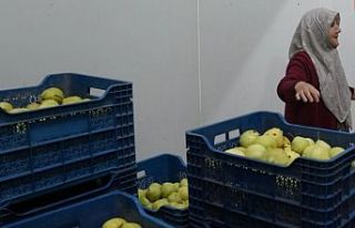 Hayriye teyze Gürsu Armudu ile girişimci oldu......