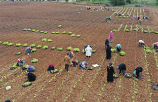 5 milyon fide toprakla buluşturuldu