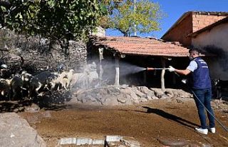 Büyükşehir Ekipleri Mavi Dil Hastalığıyla Mücadele...