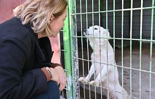Manisa'da sokak hayvanları için iş birliği