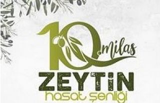 Milas'ta zeytin hasat şenliği için geri sayım...