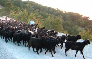 Yörüklerin yayladan dönüşü başladı
