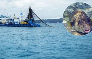 Balon balığıyla mücadele sürüyor