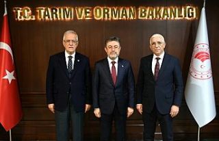 Marmarabirlik: Dane zeytine prim desteği kaldırılmamalı!...