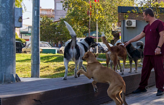 İzmir'in 11 ilçesinde sahipsiz hayvan sayımı...