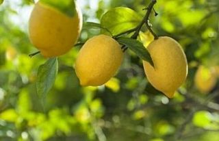 Ticaret'ten limon ihracatına geçici kısıtlama!