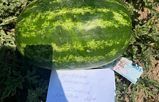  Bir Karpuzun Ardında Bırakılan Vicdan ve 100...