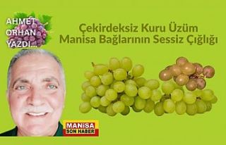 Çekirdeksiz Kuru Üzüm: Manisa Bağlarının Sessiz...