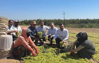 CHP’li Başevirgen: “TMO üzüm taban fiyatını...