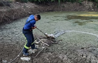 Gölete düşen kuzuyu kurtardılar