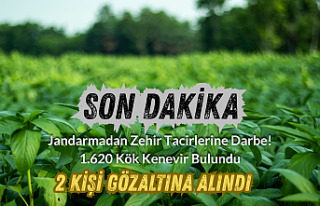 Jandarmadan Zehir Tacirlerine Darbe! 1.620 Kök Kenevir...