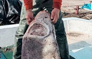 Jaws Türkiye de Yakalandı! 4 metre uzunluğunda...