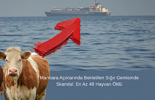 Marmara Açıklarında Bekletilen Sığır Gemisinde...