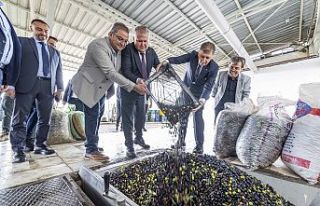 Urla, Zeytinin Bin Yıllık Yolculuğunu Sanatla Buluşturuyor:...