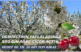 Demirci'nin Yaylalarında 800 Bin Ağaç Çiçek...