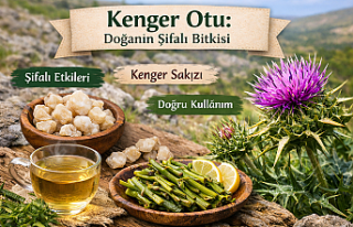 Doğanın Şifası Kenger Otu: Faydaları, Kullanımı...