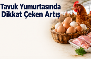 Tavuk Yumurtasında Dikkat Çeken Artış