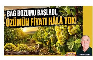 BAĞ BOZUMU BAŞLADI, ÜZÜMÜN FİYATI HÂLÂ YOK!...