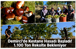 Demirci’de Kestane Hasadı Başladı! 1.100 Ton...