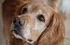 Kanser teşhisini  artık köpekler koyacak