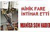 Minik fare intihar etti